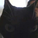 cantalope-enthusiast-blog avatar