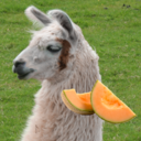 cantaloupian-llama avatar