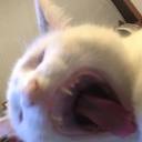 cantbebotheredwithausername avatar