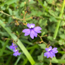 canteatchocolate avatar