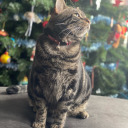 canter-pirouettes avatar