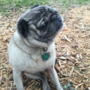 cantfindmyphone avatar