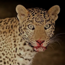 caosenelcosmos avatar