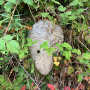 capailluiscedove avatar