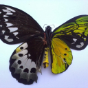 cape-cod-lullaby avatar