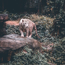 capitan-mostro-dentro avatar