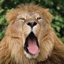 capitan-ticha avatar