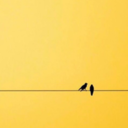 capriciouscognizance avatar