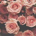 capriciousreverie avatar