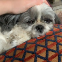 caprisunflwer avatar