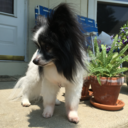 captain-chiefster avatar