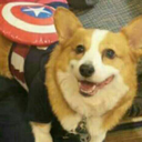 captain-corgi avatar