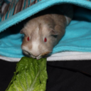 captain-guinea-pigs avatar