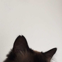 captain-i-m-not-sure-about-this avatar