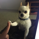 captain-kit-sniles avatar