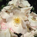 captain-nimmo avatar