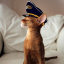 captain-of-cats-blog avatar