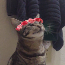 captain-positron avatar