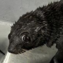 captain-queernabs avatar