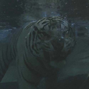 captain-somethingbetter avatar