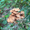 captain-tiana-things avatar