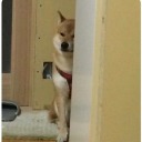 captainanonymooose avatar