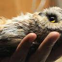 captaincatness avatar