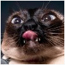 captainhawkeh avatar