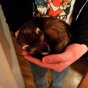 captainjackferret avatar