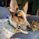 captainjeclid avatar