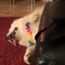 captainkillthecraic avatar