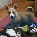 captainllamauniverse avatar