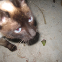 captainluisiglesias avatar