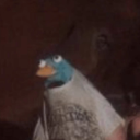 captainmeeptastic avatar