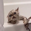 captainofthecooolkids avatar