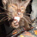 captainravioli04 avatar