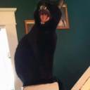captains-cat-log avatar