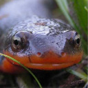 captainsalamandersblog-blog avatar