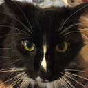 captainsqueedalee avatar