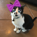 captainswancinnamon avatar