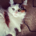 captainwigglezz avatar