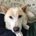 captainwiticisms avatar