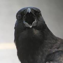 captingrimm408 avatar