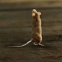 captivating-mouse avatar