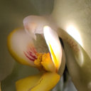 capturedbeauty avatar