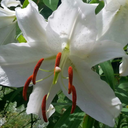 capturetheanger avatar