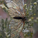 capturingbeaut avatar