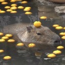 capybara-and-oranges avatar