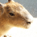 capybara120gb-blog avatar