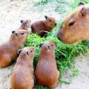 capybarablr avatar